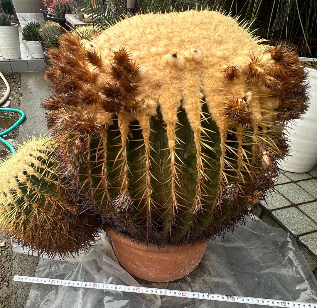 【引取り限定】　金鯱 キンシャチ 【樹高:約60cm】Jun01 サボテン