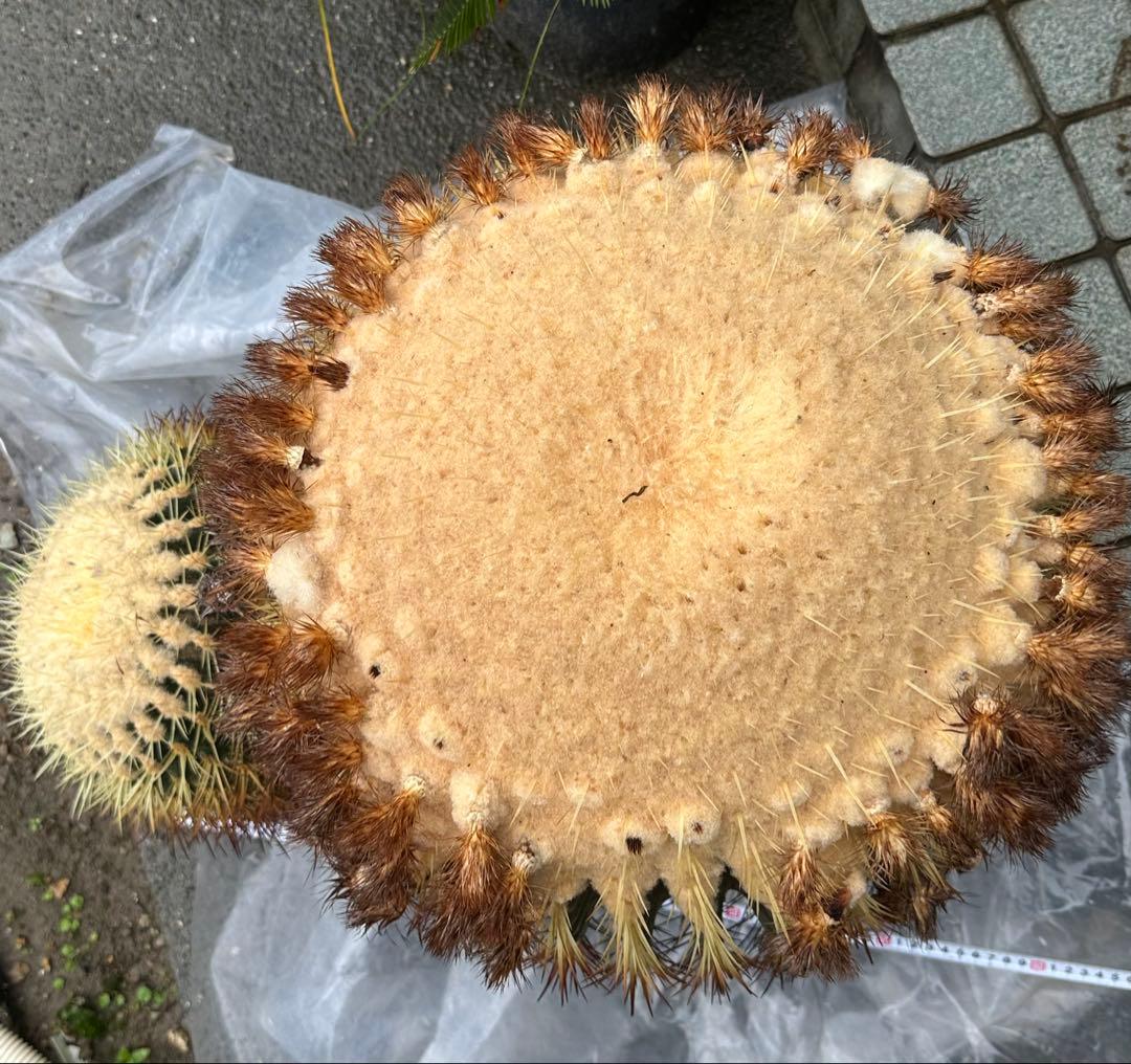 【引取り限定】　金鯱 キンシャチ 【樹高:約60cm】Jun01 サボテン