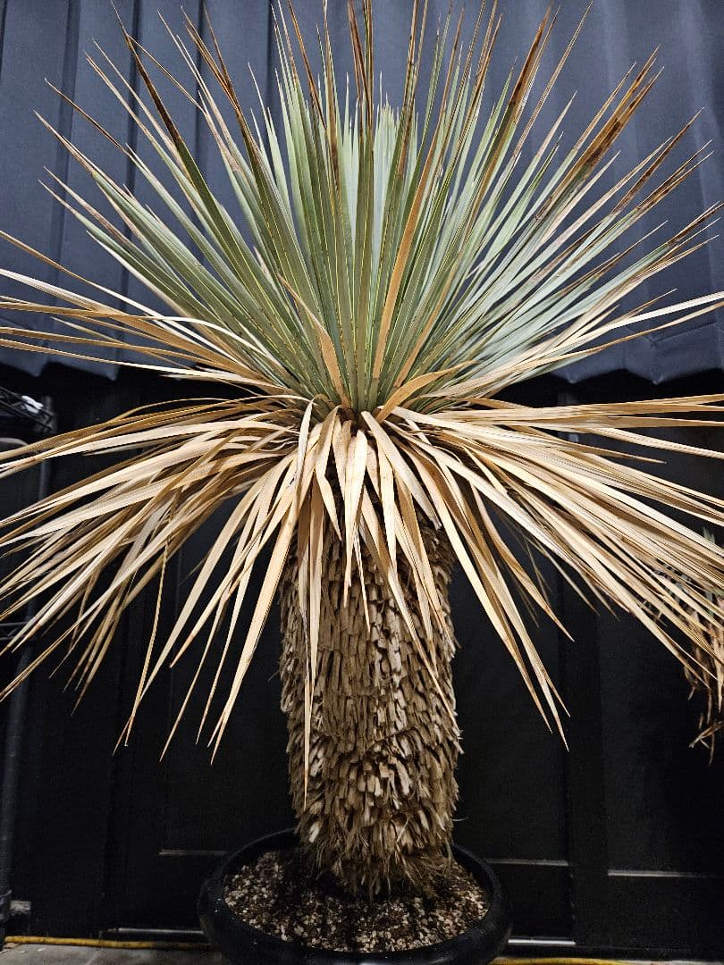 専用出品 セット割 ユッカ ロストラータ 太株 (ま)