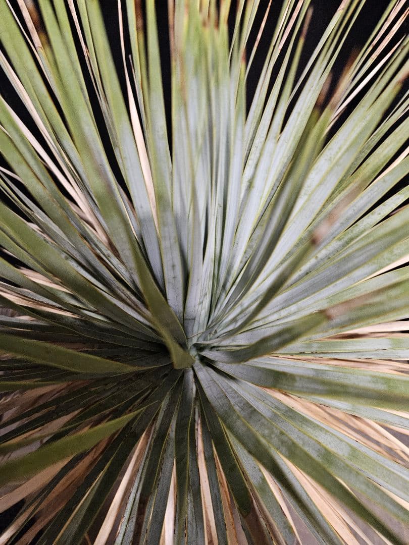 専用出品 セット割 ユッカ ロストラータ 太株 (ま)