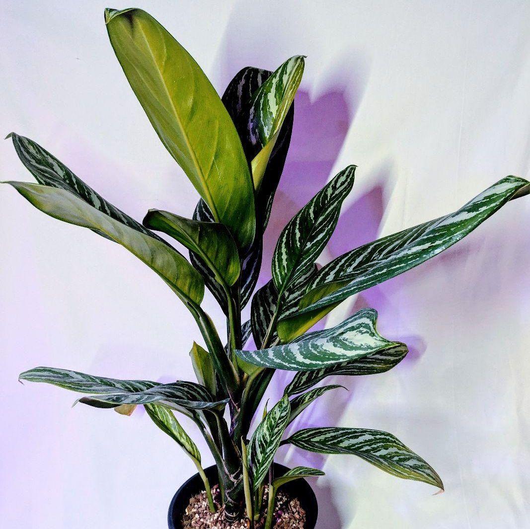 アグラオネマカーティシーAgleonema Curtisii 2601