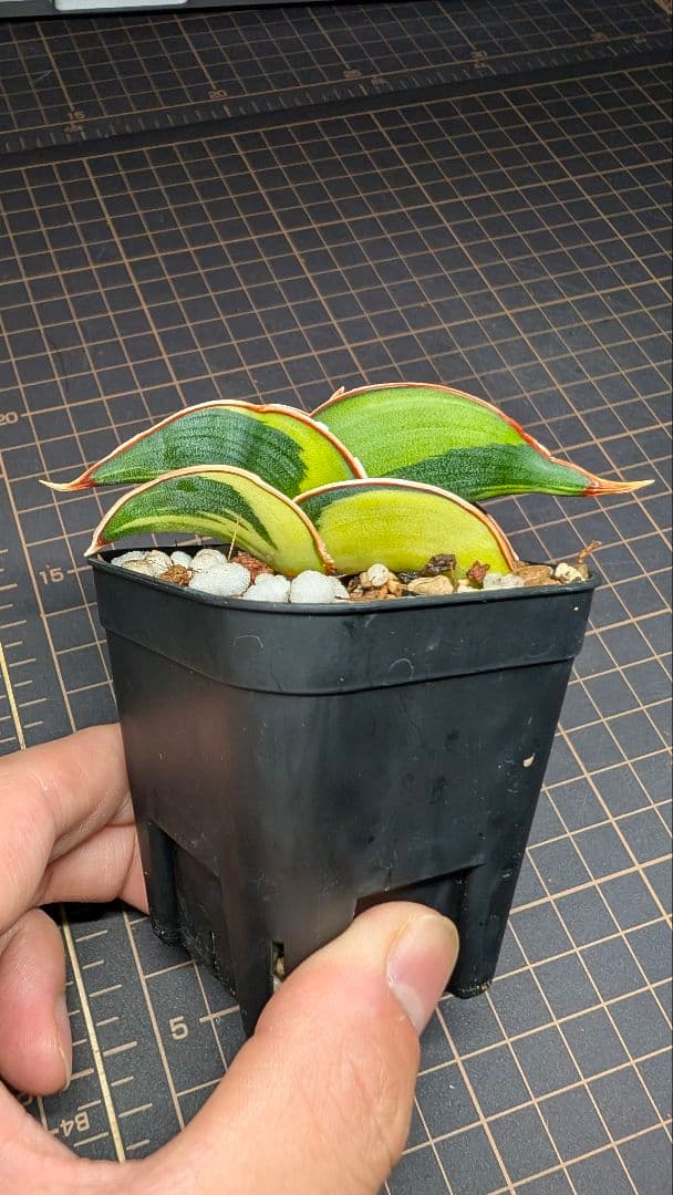 サンセベリア ロリダ ホワイトバエリゲイテット