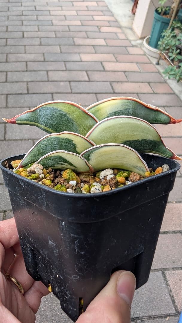 サンセベリア ロリダ ホワイトバエリゲイテット