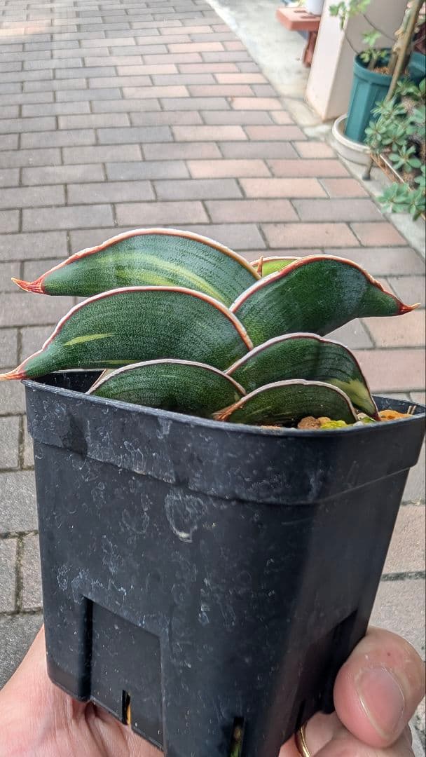 サンセベリア ロリダ ホワイトバエリゲイテット