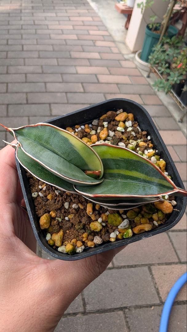 サンセベリア ロリダ ホワイトバエリゲイテット