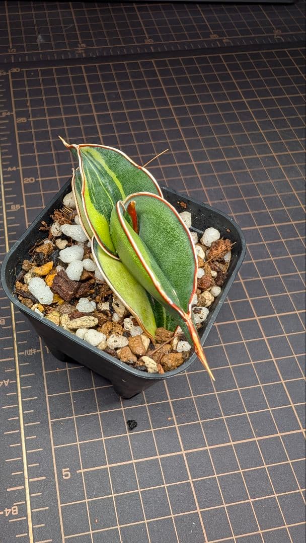 サンセベリア ロリダ ホワイトバエリゲイテット