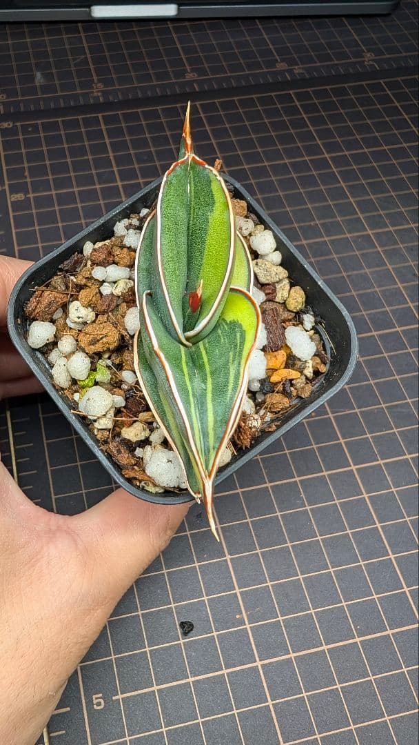 サンセベリア ロリダ ホワイトバエリゲイテット