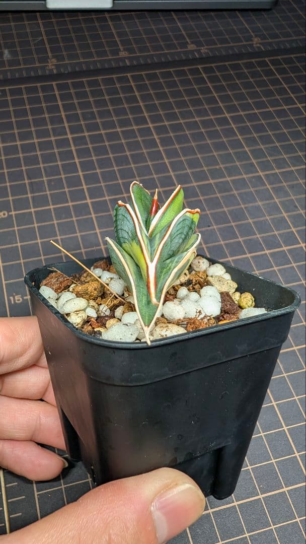 サンセベリア ロリダ ホワイトバエリゲイテット