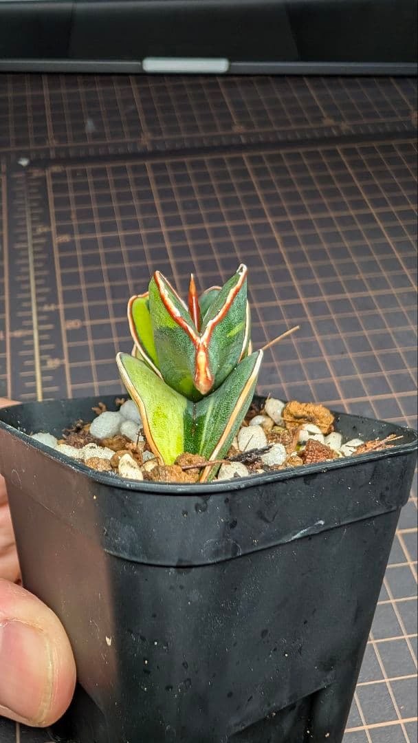 サンセベリア ロリダ ホワイトバエリゲイテット