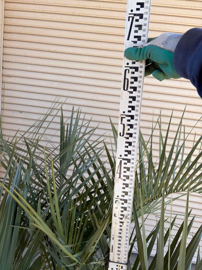 ココスヤシ　根鉢上から130cm