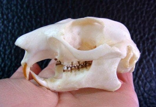 ムササビ　flying squirrele　頭骨