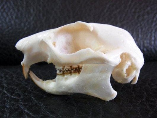 ムササビ　flying squirrele　頭骨