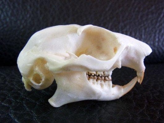 ムササビ　flying squirrele　頭骨