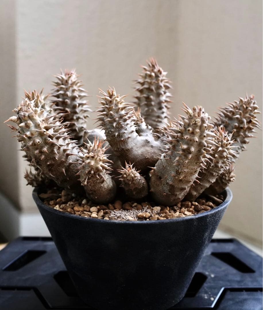 ホロンベンセ　現地球