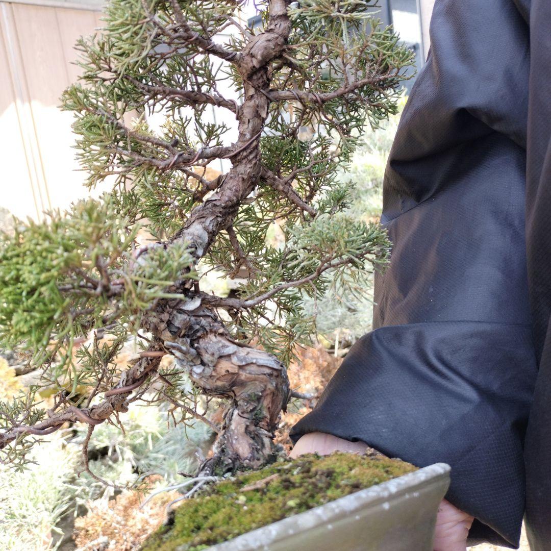 鉢ごと発送　盆栽　インテリア　　　bonsai　糸魚川真柏　真柏盆栽