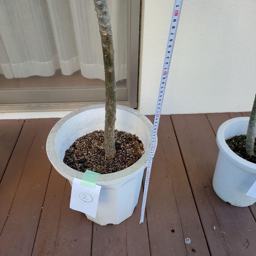 プルメリア実生苗(接木用)