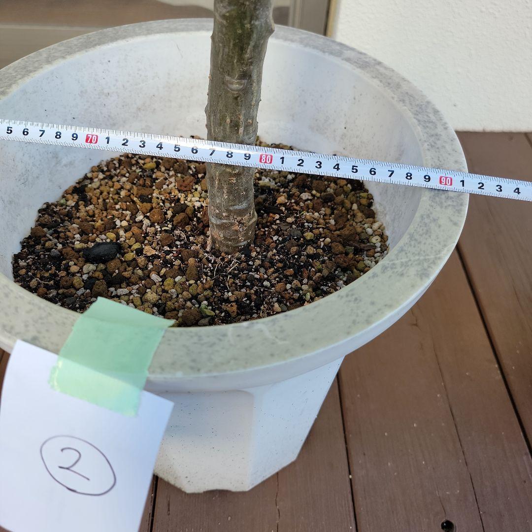 プルメリア実生苗(接木用)