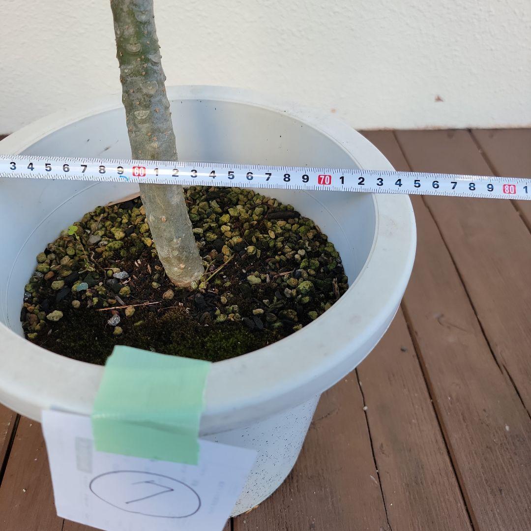 プルメリア実生苗(接木用)