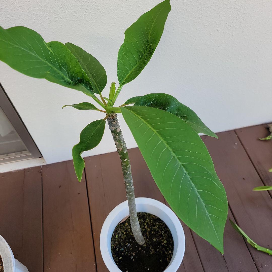 プルメリア実生苗(接木用)