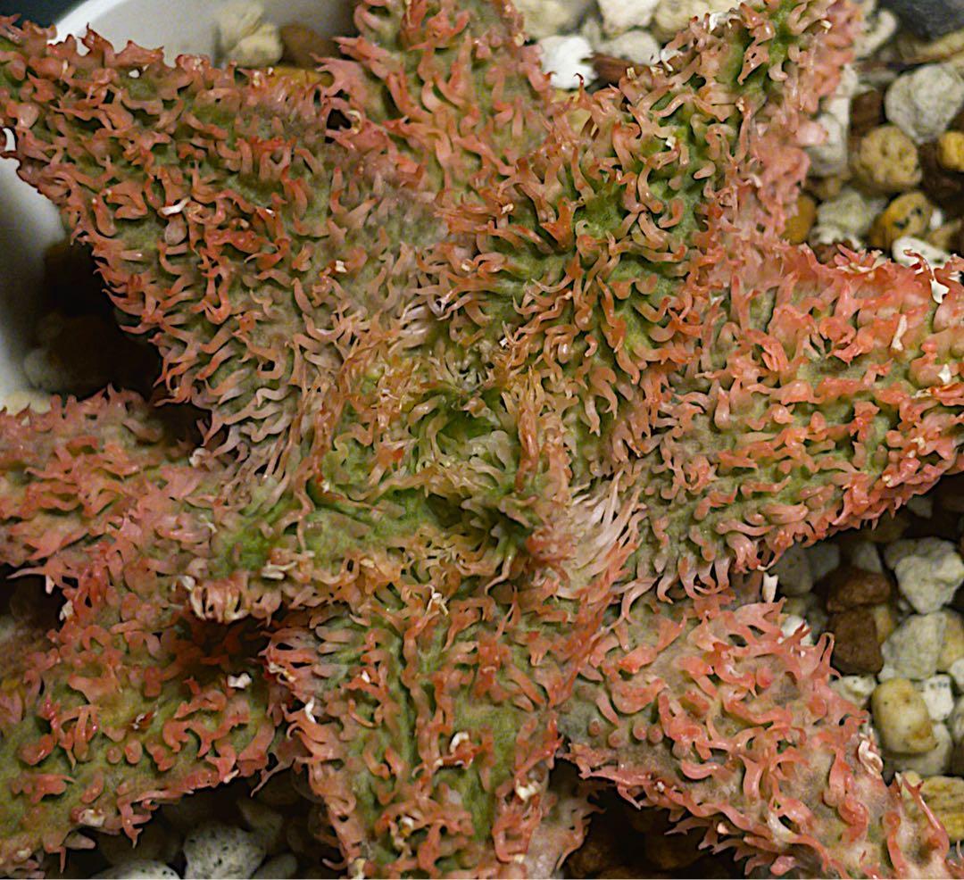 極上　belfiore succulent赤タグ　アロエハイブリッド子株　速達