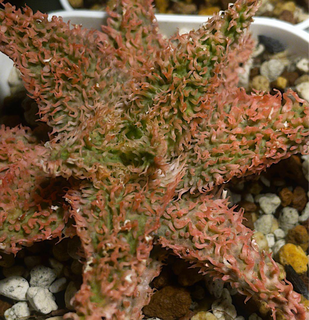 極上　belfiore succulent赤タグ　アロエハイブリッド子株　速達