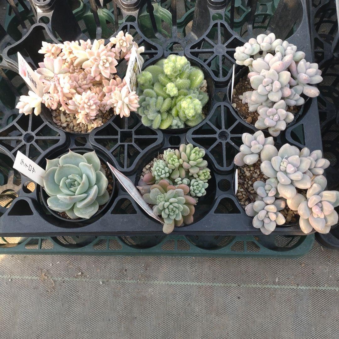 月曜マフ63 だんごちゃんさん専用