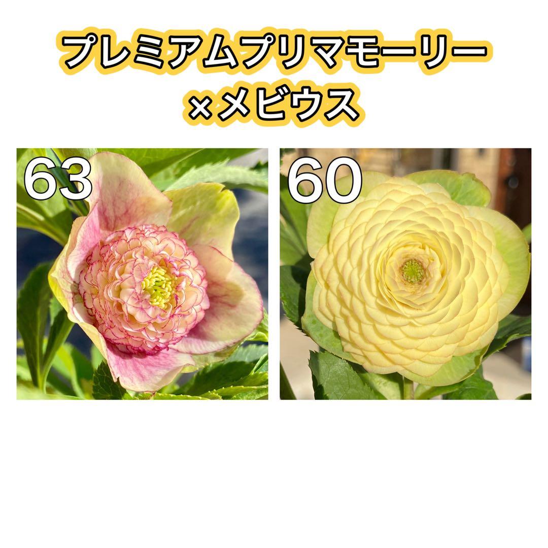 プレミアムプリマヴェーラモーリーメビウス×メビウス★クリスマスローズ苗