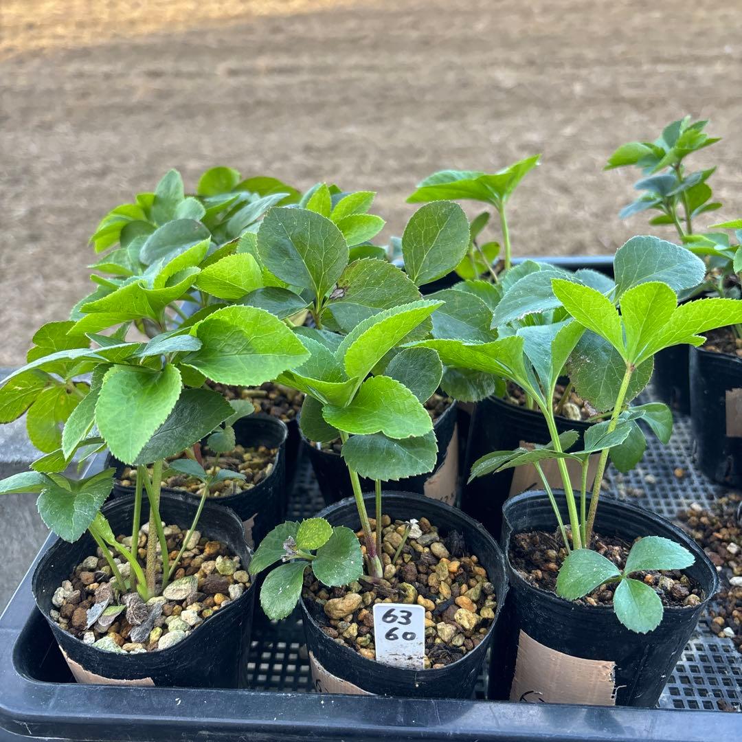 プレミアムプリマヴェーラモーリーメビウス×メビウス★クリスマスローズ苗