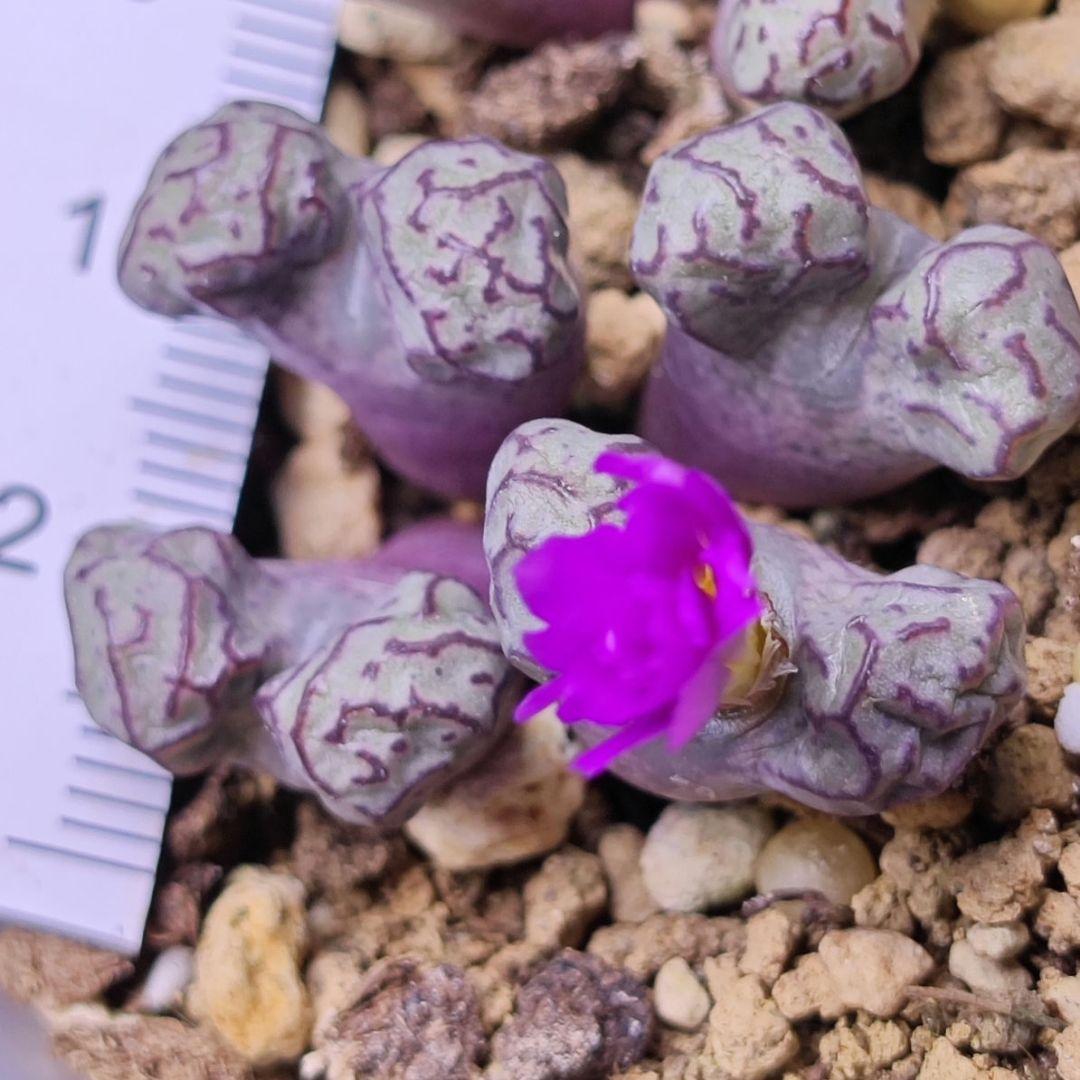 コノフィツム ツリゲルム turrigerum EVJ.S.N 特選 株分け