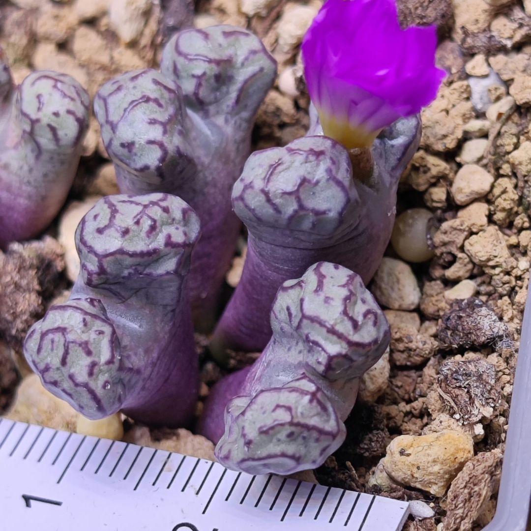 コノフィツム ツリゲルム turrigerum EVJ.S.N 特選 株分け