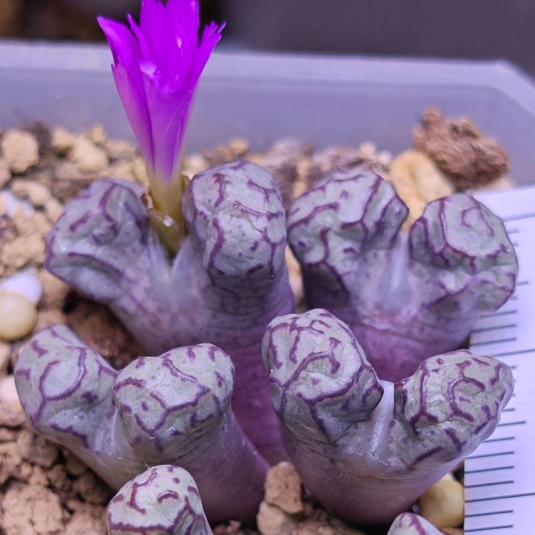 コノフィツム ツリゲルム turrigerum EVJ.S.N 特選 株分け