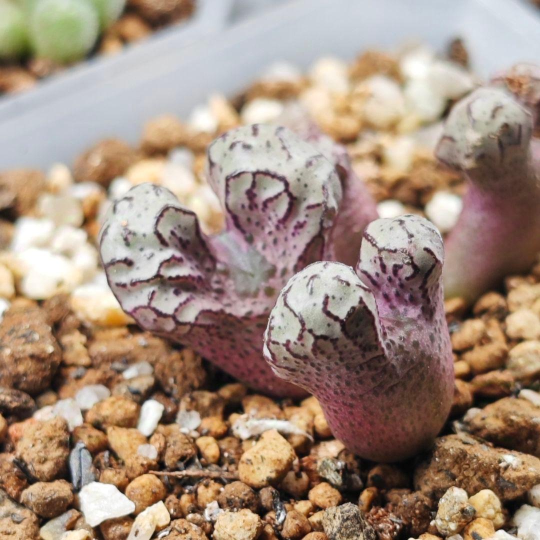 コノフィツム ツリゲルム turrigerum EVJ.S.N 特選 株分け