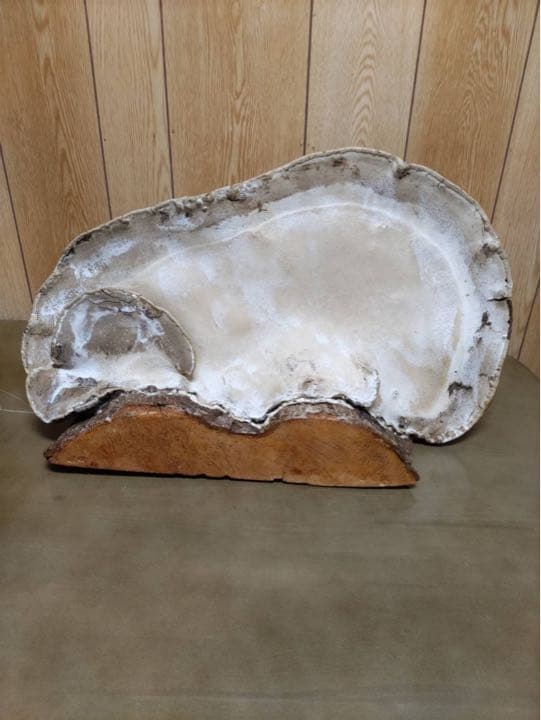 サルノコシカケ　骨董品