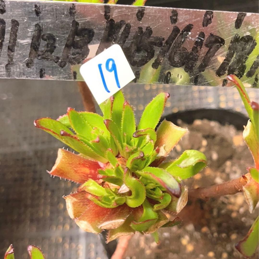 19#多肉植物アエオニウム❤️ブラックマジック❤️25頭17cm 拔き苗