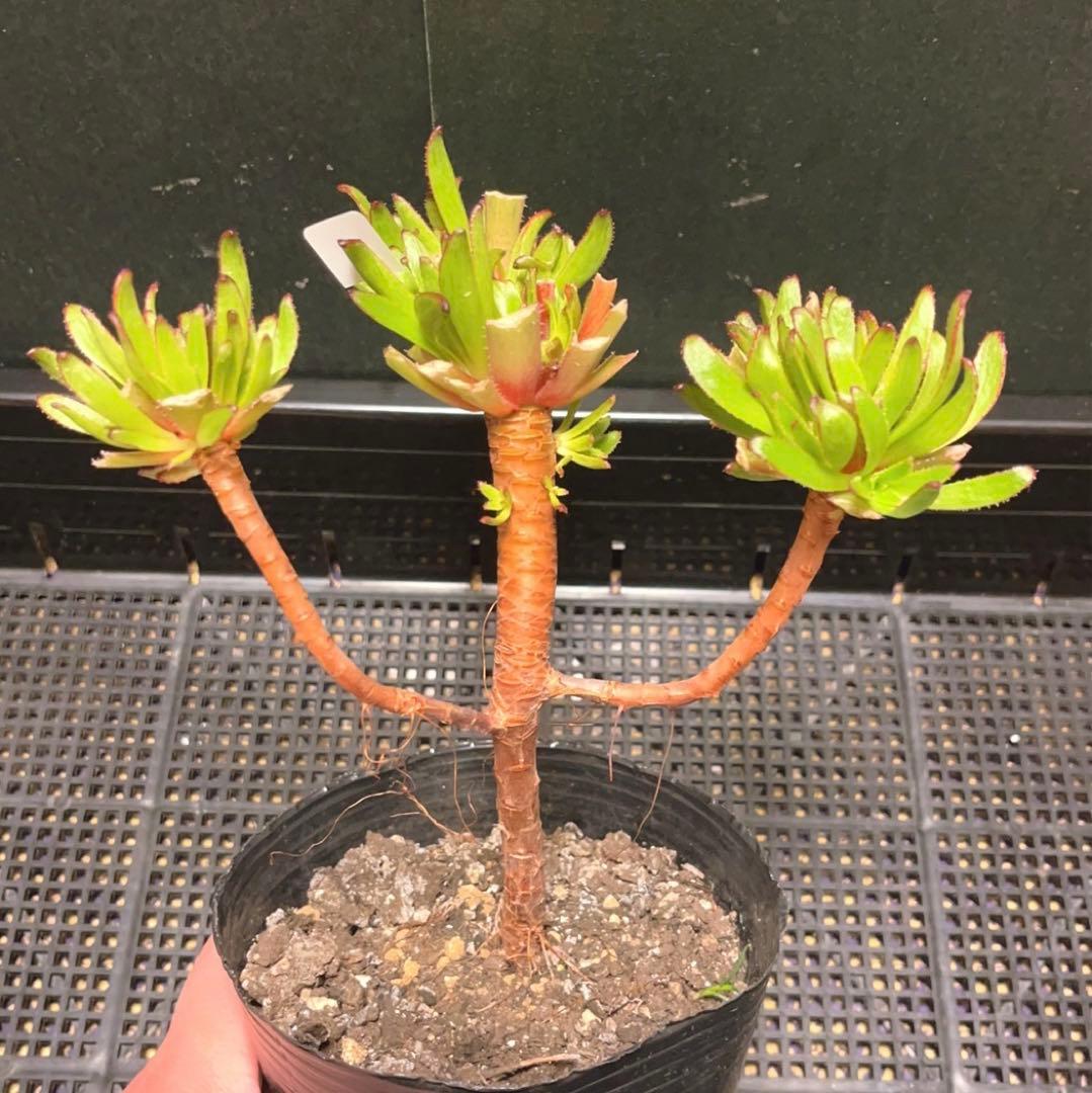 19#多肉植物アエオニウム❤️ブラックマジック❤️25頭17cm 拔き苗
