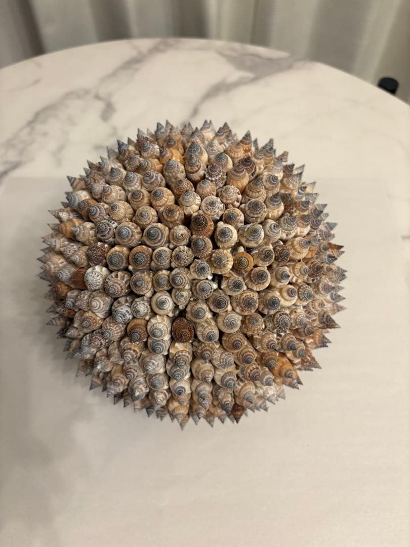 貝殻のスパイキーな置物 約15cm