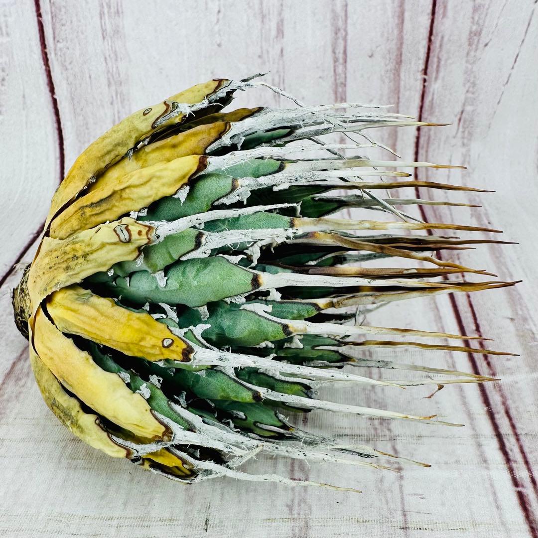 16 アガベ ユタエンシス エボリスピナ ロングスパイン 陽炎