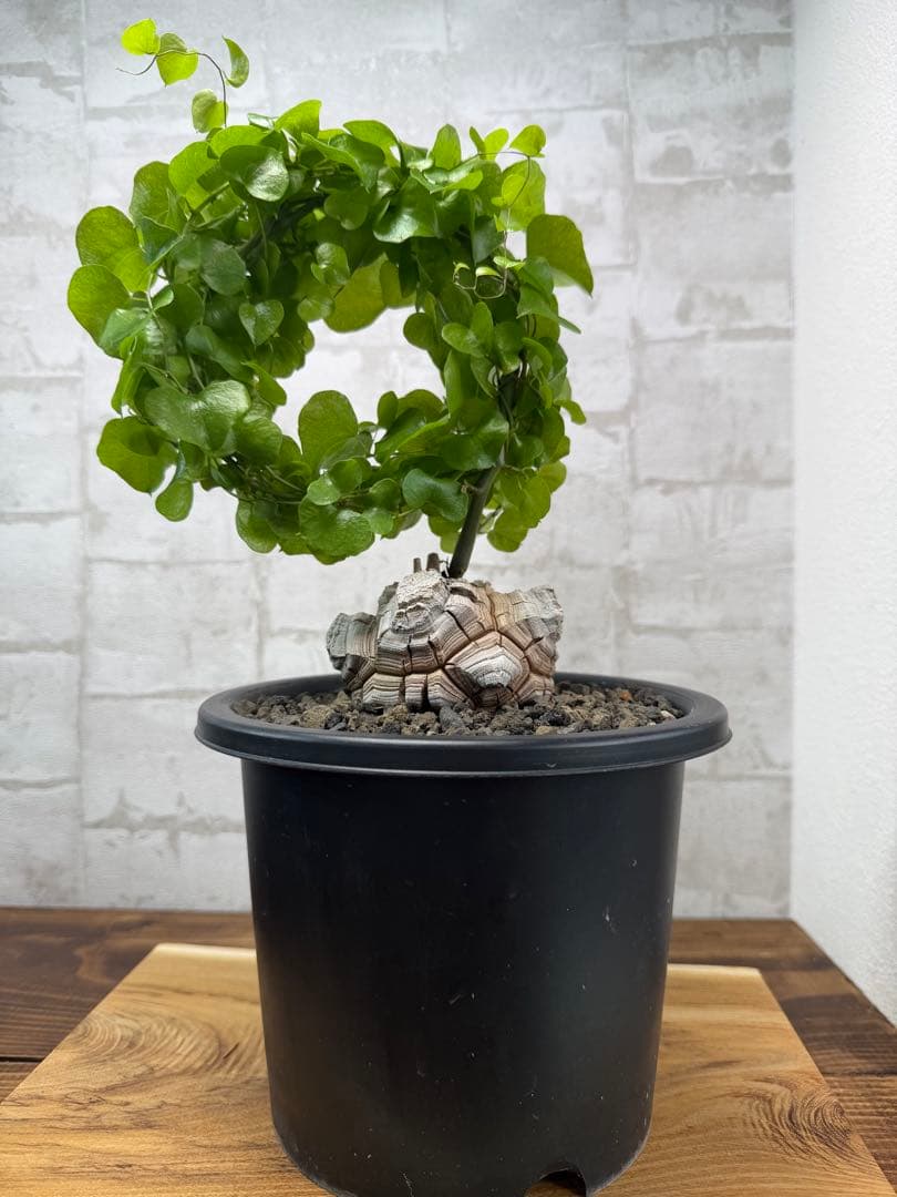 亀甲竜　実生　大株