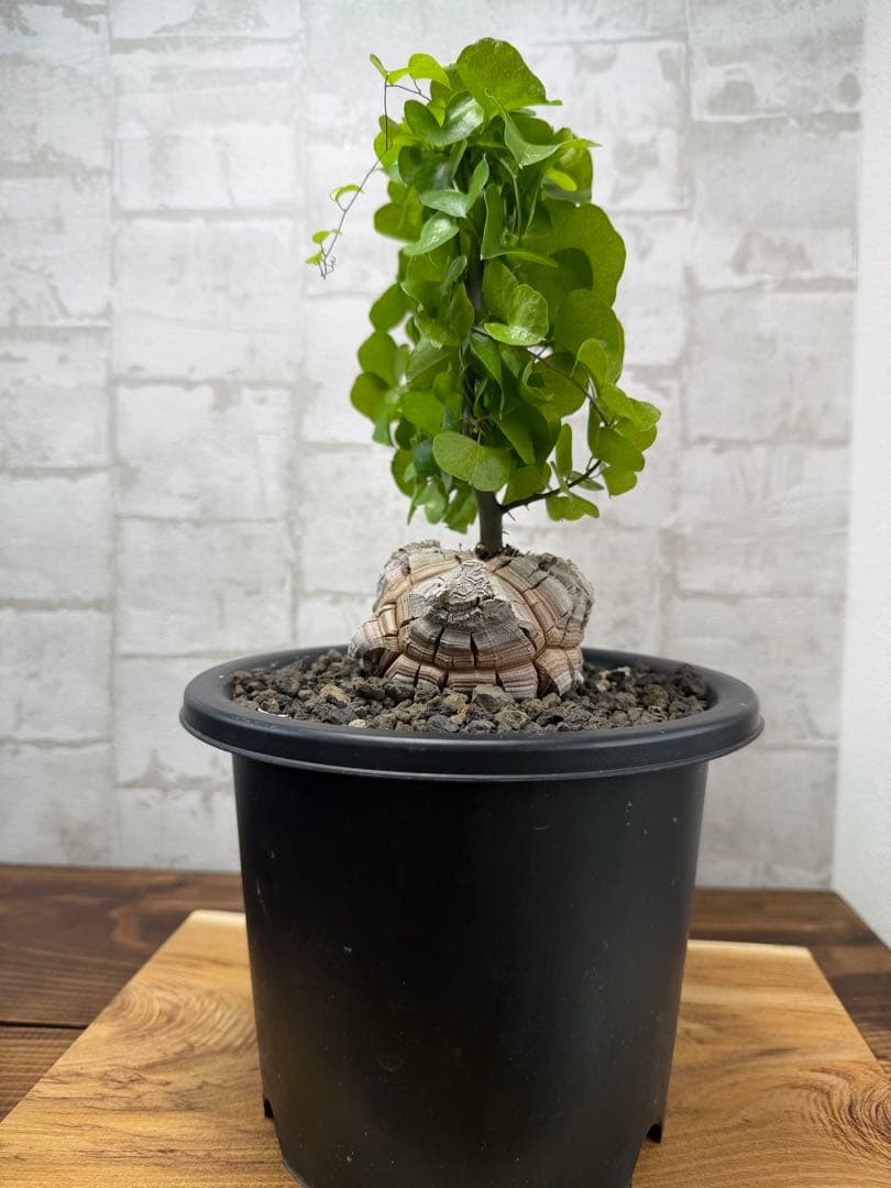 亀甲竜　実生　大株