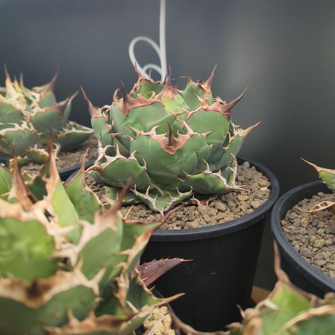 チタノタ　キャンサー　cancer　鉢ごと