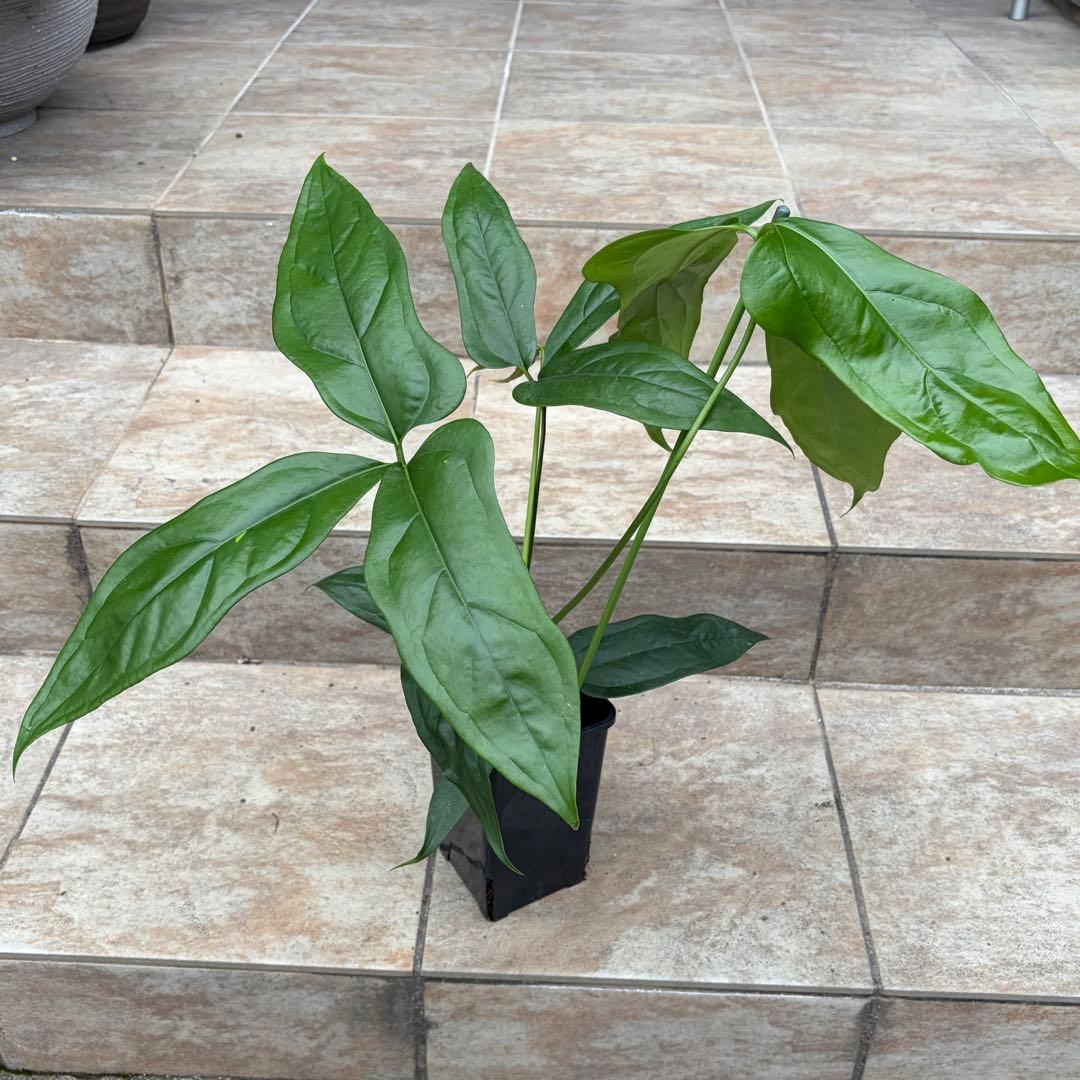 【セール】アンスリウム　カリブレイリー　約3.5号鉢　No.001　鉢、送料込