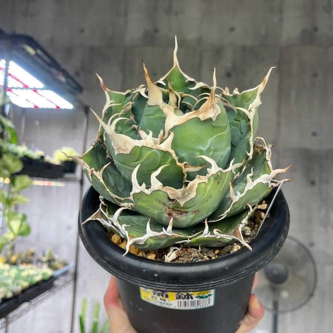 アガベ白鯨大株5号鉢サイズ抜き苗発送