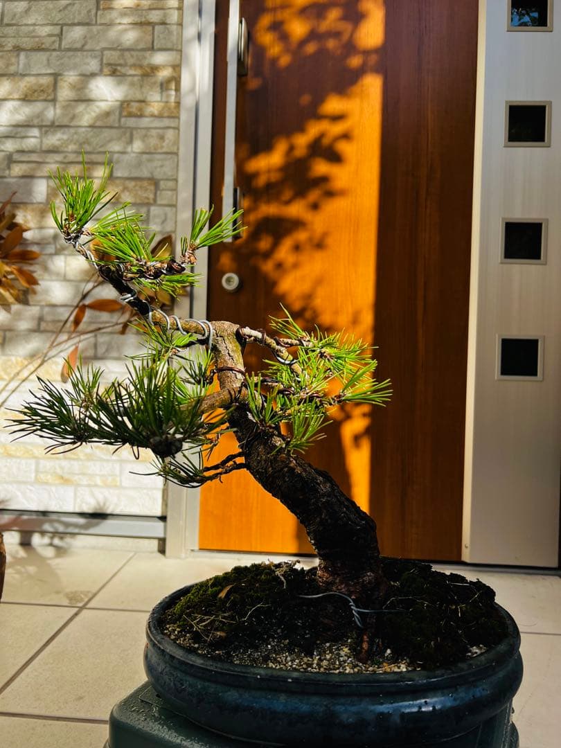 盆栽