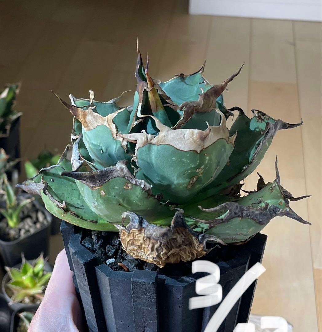 アガベ チタノタ オアハカ現地球 発根管理中！【親株・強鋸歯・強バンド幅】