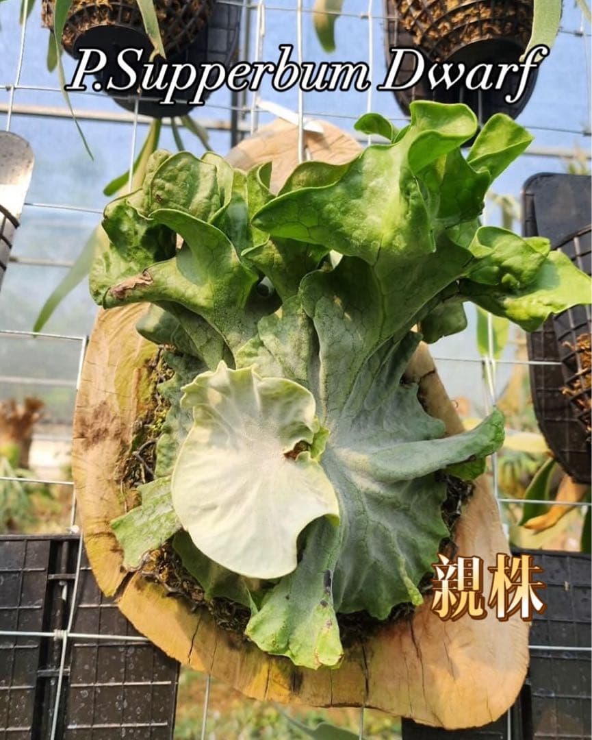 ビカクシダ　P. Superbum Dwarf sporeling