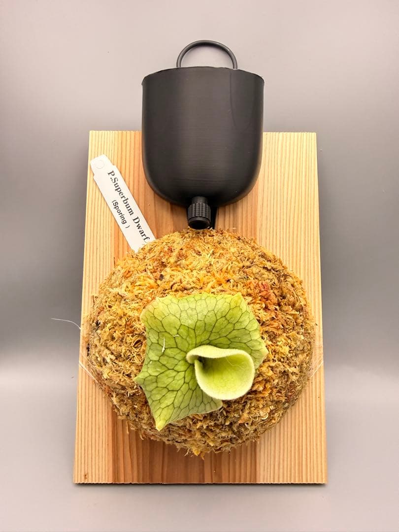 ビカクシダ　P. Superbum Dwarf sporeling