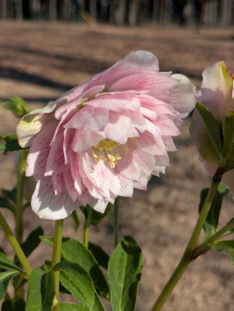 広瀬園芸 クリスマスローズ ★超多弁ベイン★ 輝くパステルピンク 蕾付き