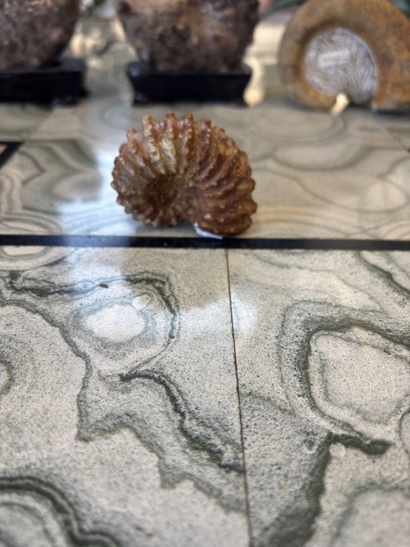 アンモナイト 中生代白亜紀　マダガスカル　化石　鉱石　希少　インテリア