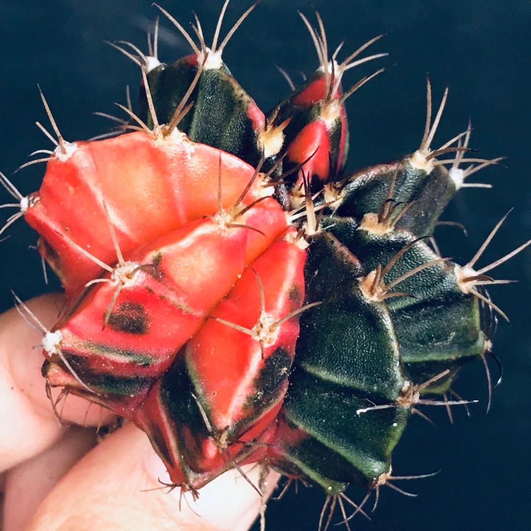 【稀少】緋牡丹錦×LB2178錦 向山レッドダイヤモンド 極上斑 特選 サボテン