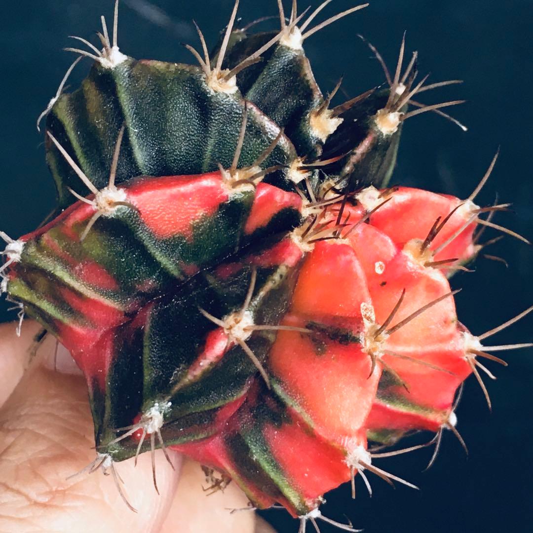 【稀少】緋牡丹錦×LB2178錦 向山レッドダイヤモンド 極上斑 特選 サボテン